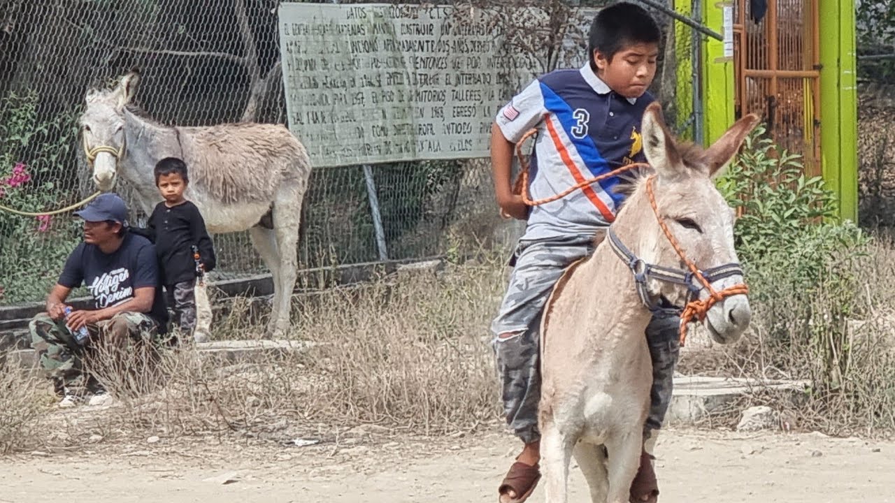 GRAN CARRERA DE BURROS en alcozauca guerrero, MIRA La BILLETIZA QUE  LES PAGARON $🤑