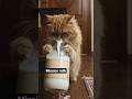mission accomplished #shorts #FunnyCat #MissionSuccess #PetHumor #CatShorts #GuiltyCat #CuteAndFunny