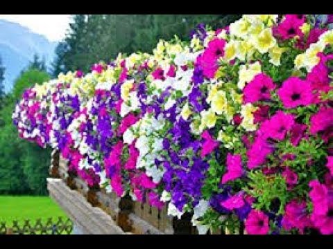 Video: Petunias: Una Decoración Viva Del Jardín