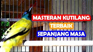 Kutilang Sutra Super Gacor isian Mewah @AnakDesaKicau