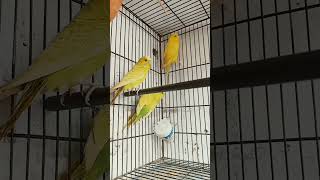 my breeding setup for Australian budgies Parrots ? ? ?