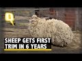 Overgrown Sheep Gets First Trim in Six Years