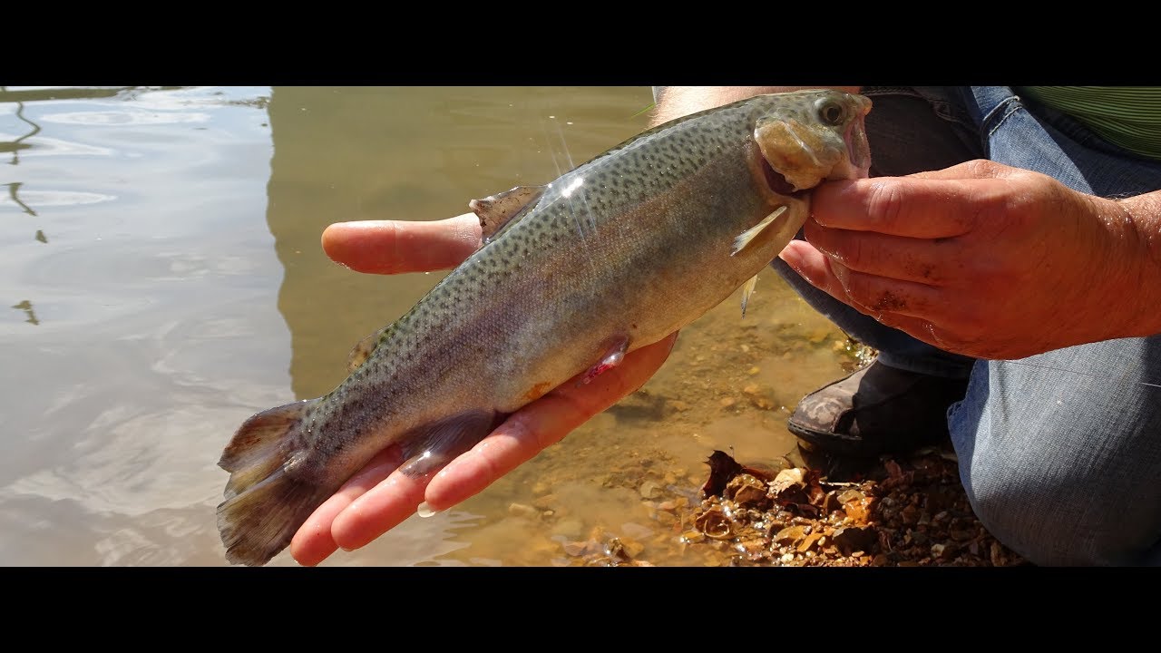 Trout Fishing at Spring river in Arkansas - YouTube