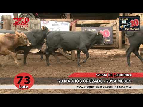 Lote 73