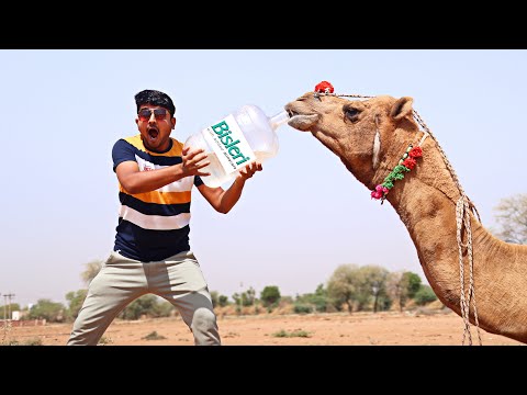 चलो पता करते है प्यासा ऊँट कितना पानी पियेगा ? How Much Water Will Thirsty Camel Drink 😜 🐪