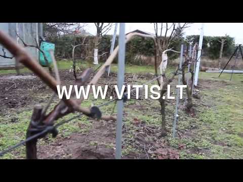 Video: Fazinis Vynuogių Krūmo Formavimas