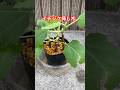 イチジク挿し木ここまで成長