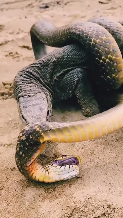 Komodo vs Ular King Kobra