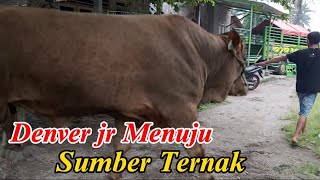 Proses pengangkutan sapi jumbo menuju sumber ternak jakarta