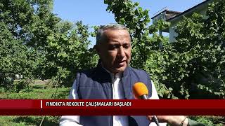 Fındıkta rekolte çalışmaları başladı Resimi