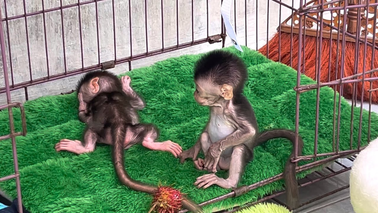 baby monkey wini is restless because wili only sleeps