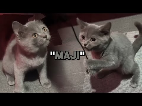 Kenalin Kucing Baru Gue! This Is The Real MAJI !