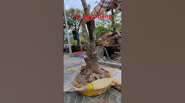 Cắt phá thế cây mai vàng xù tông cao thành phôi mai vàng lùn lực búp măng