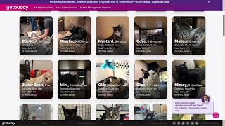 How Applications Work Through GetBuddy, the Free Pet Adoption Platform and Free Management Software