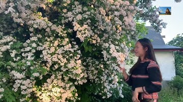 Cô Gái Jrai – Hòa Mình Vào Thiên Nhiên Tuyệt Đẹp New Zealand | Bơngia Glai Chư Hiam Đơi#jrai