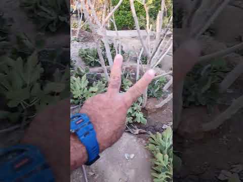 موعد التقليم الجائر للتين