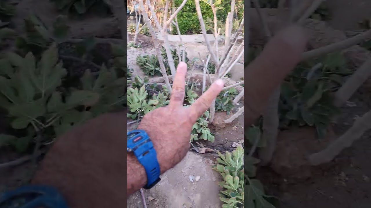 موعد التقليم الجائر للتين