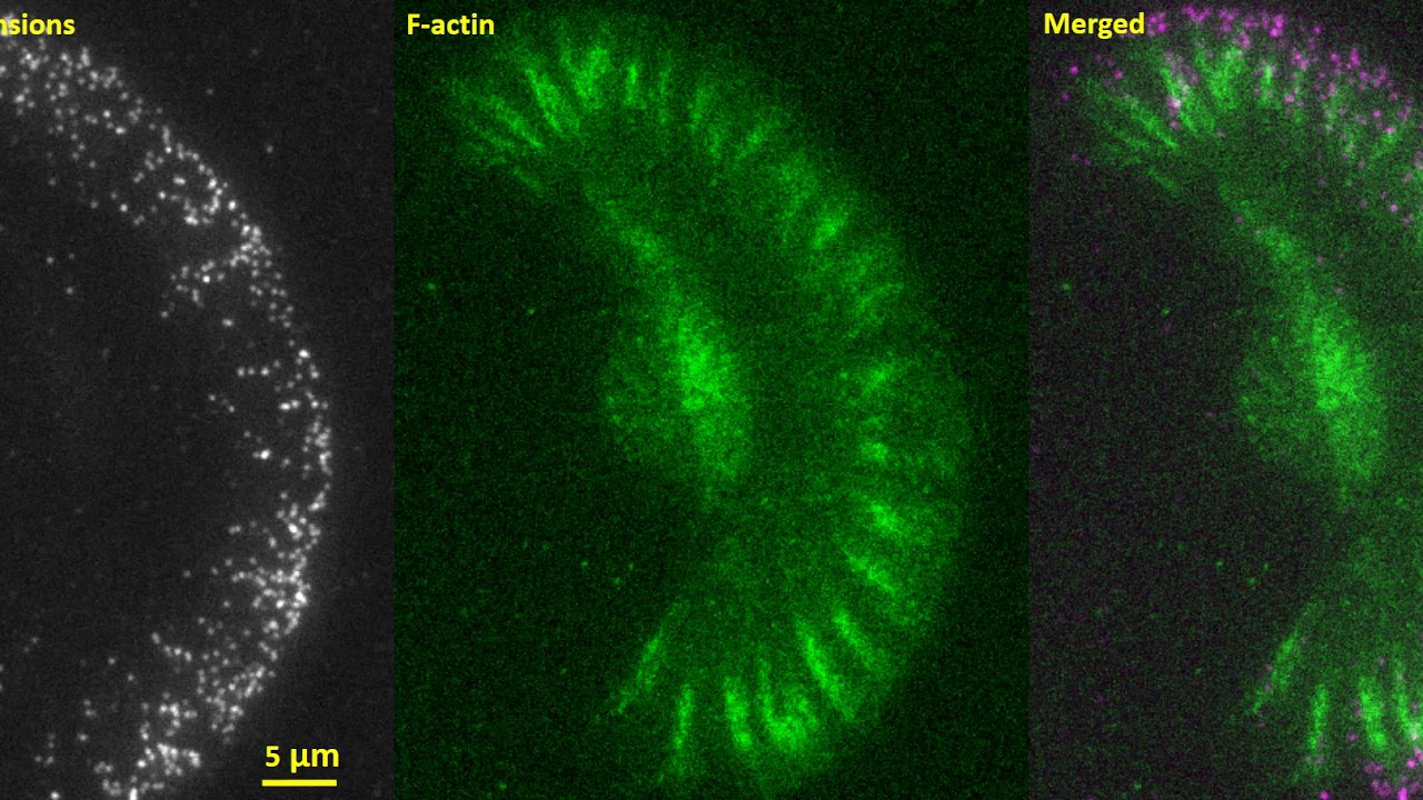 Imaging single integrin tensions (cellular force at the molecular level ...