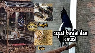 HOW TO INCREASE THE DESIRE AND EMOTION OF A MUSHROOMS BIRD SO THAT IT WILL PLAY/OPEN ITS TAIL