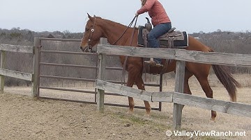 Call Me Lil Quetee - work gate, lead changes, jog, lope, stops, turns! - ValleyViewRanch.net