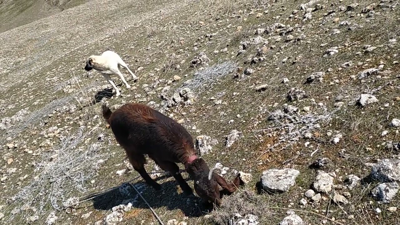 Özgür daş ve keçi ve köpek 