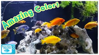 How to Set Up an Mbuna Cichlid Tank