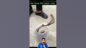 Ngâm rượu rắn hổ mang khi còn sống #snake
