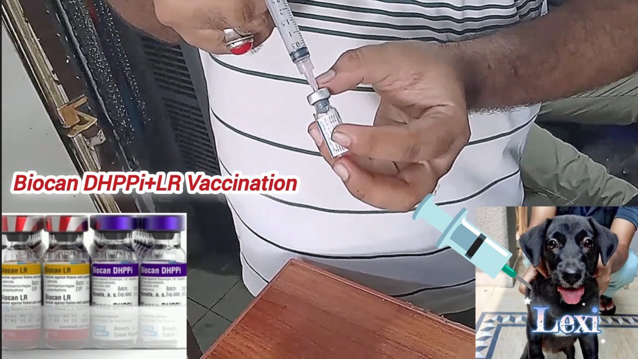 Biocan DHPPi +LR Vaccination for 3month puppy 