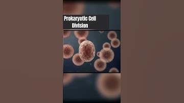 Prokaryotic Cell Division - Binary Fission