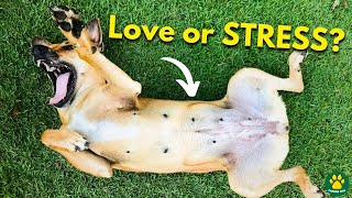 The REAL REASON Why Your Dog Expose Its Belly!