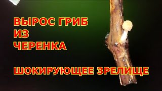 видео: Вырос гриб из черенка винограда. Шокирующее зрелище картинка: Вырос гриб из черенка винограда. Шокирующее зрелище
