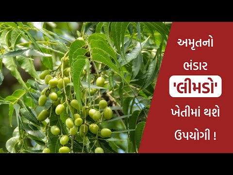 લીમડો એ 'લીમડો' નહીં, છે એક અમૃત | Importance of Neem in Agricultural pest management - લીમડો એ 'લીમડો' નહીં, છે એક અમૃત | Importance of Neem in Agricultural pest management