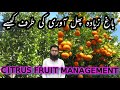 Citrus management fertilizers floweringplants citrus informationzone