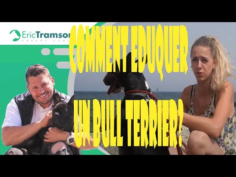 Vidéo: Comment prendre soin de votre Bull Terrier sourd