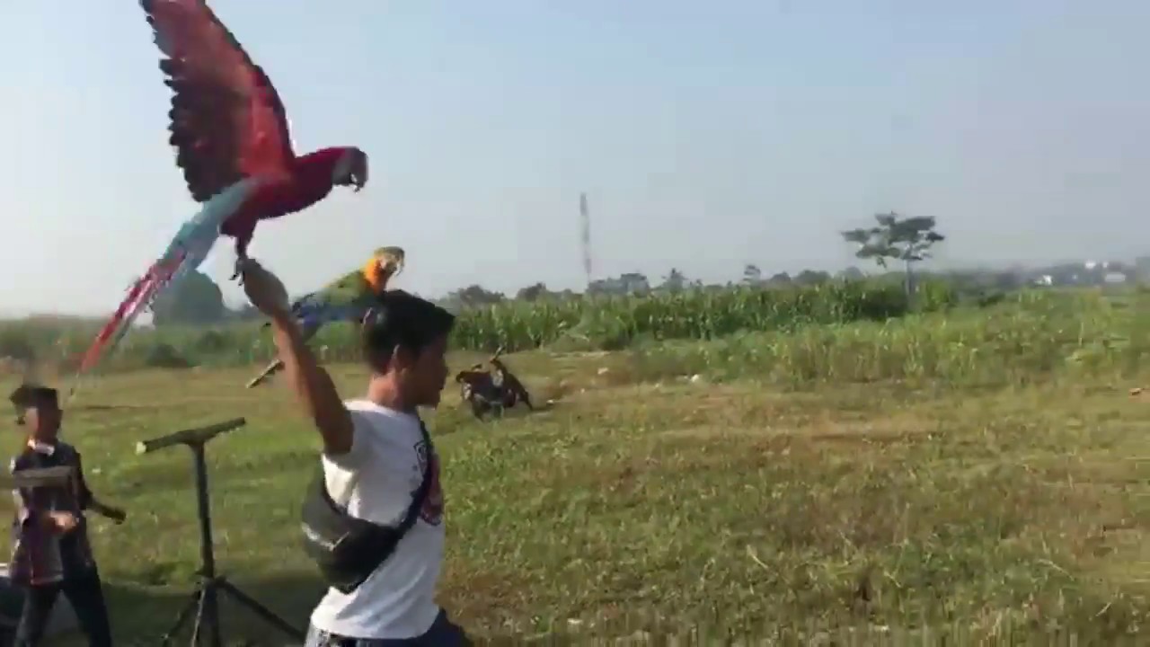 Melatih burung macaw - jual beli macaw 