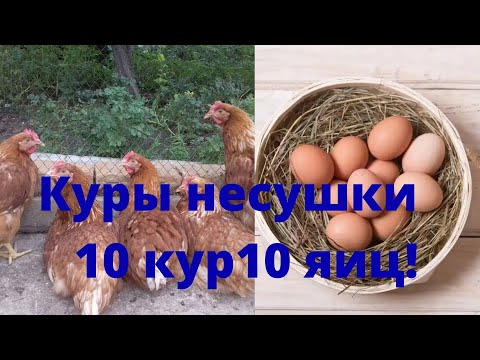 Куры несушки молодки Ломан Браун. 10 кур несут 10 яиц!!!