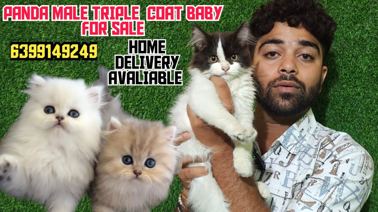 🤗Panda Color Persian Cat For Sale | Triple Coat Male Baby | Home ...