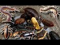  What an incredible day of exploring! I found Centipedes,Cockroaches hiding deep inside rotten wood.
