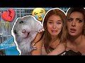 I LOST MY PET IN 5 MINUTES 🐹😢I  CRIED **EMOTIONAL REACTION** | Brighton Sharbino
