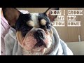 taking care of a French Bulldog- how to groom a frenchie!