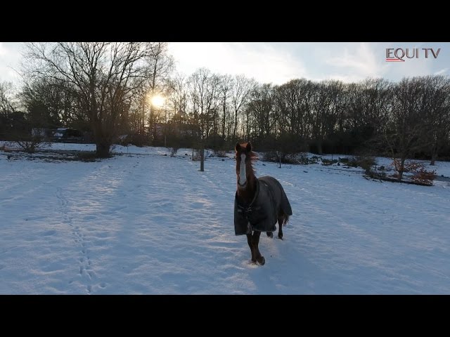 Monter à cheval quand il fait froid : quels sont les bons gestes à adopter  ? - Cheval Magazine