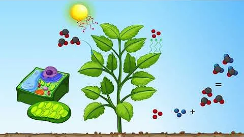 Was ist CO2 und CO?