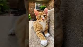 Orange tabby cats enjoying past summer days.