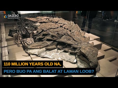Video: Saan ang pinakasikat na museo ng dinosaur sa mundo?