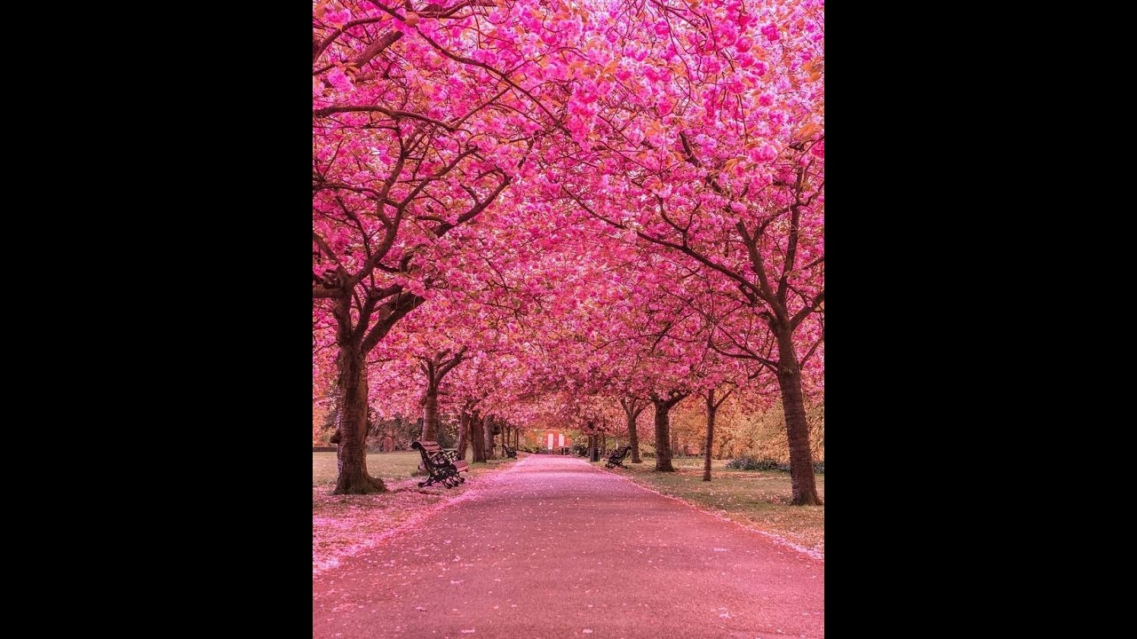 Sakura Sakura (Cherry Blossoms) Second Violin - YouTube