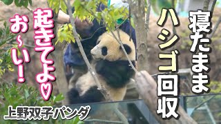 【上野赤ちゃんパンダ】シャオシャオ＆レイレイ閉園時間でも帰る気なし🐼飼育員さんハシゴで回収（笑)