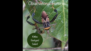 Observational Patterns!   4K