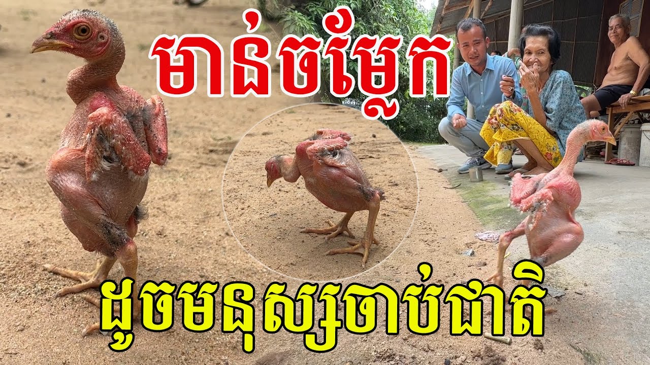 មាន់ចម្លែក ដំណើរដូចមនុស្សមកចាប់កំណើត
