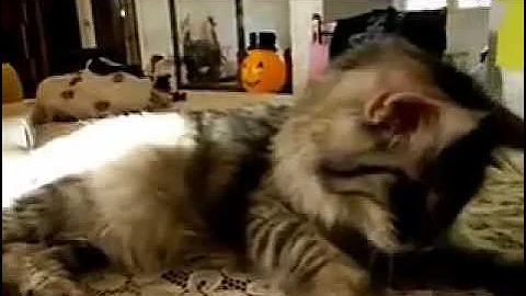 Video 3777121: maine coon kitten girl