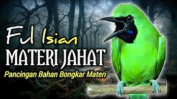 KEJAM !! CUCAK IJO GACOR NGEPLONG BONGKAR MATERI, PANCINGAN DAN MASTERAN CUCAK IJO SEMAKIN BUNYI